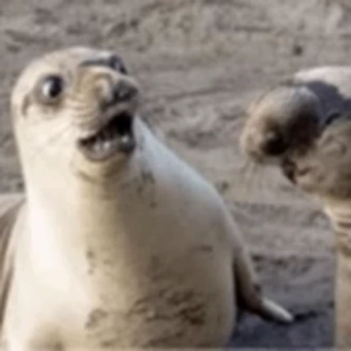 😳 Стикер «FunnyAnimal» для Telegram
