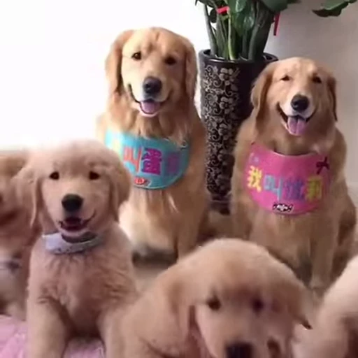 😁 Стикер «FunnyAnimal2» для Telegram