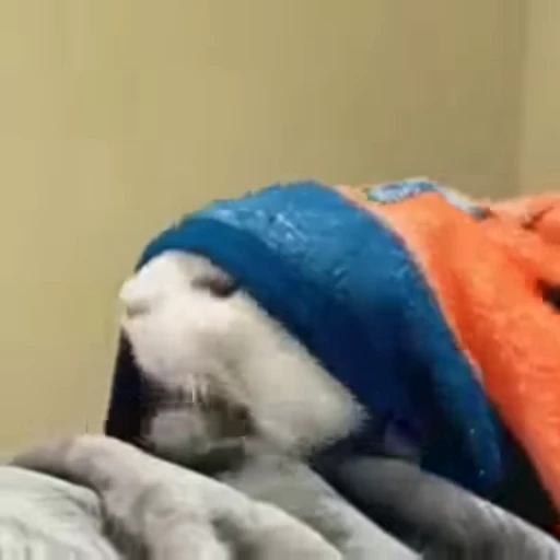 😁 Стикер «FunnyAnimal2» для Telegram