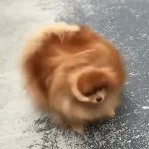 Стикерпак FunnyAnimal2 для Telegram — скачать