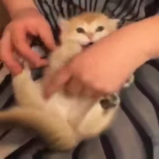 😁 Стикер «FunnyAnimal2» для Telegram