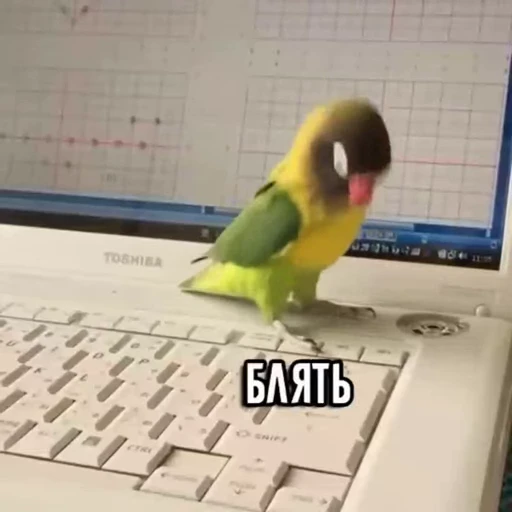 Стикерпак Funny animals [gif] для Telegram