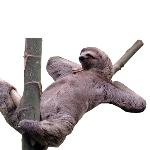 Стикерпак Funny Sloth для Telegram — скачать