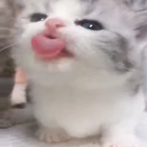 👅 Стикер «тваринки» для Telegram