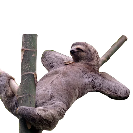 Стикерпак Fun Sloth для Telegram — скачать
