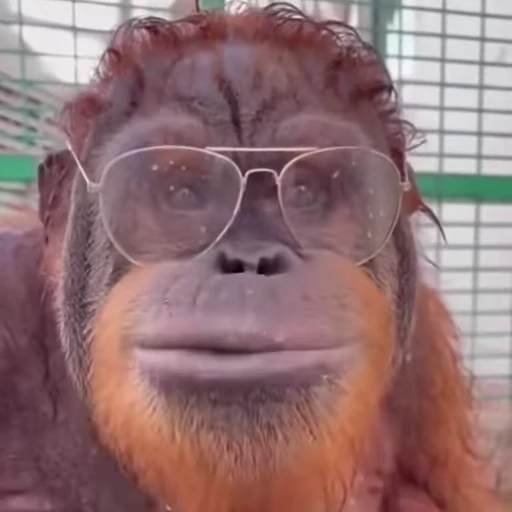 Стикерпак Funny Monkeys для Telegram — скачать