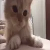 🙁 Эмодзи «Cats #animals #cat #meme #cute» для Telegram