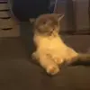 🍌 Эмодзи «Cats #animals #cat #meme #cute» для Telegram