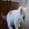 🤪 Эмодзи «Cats #animals #cat #meme #cute» для Telegram