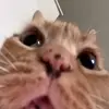 😟 Эмодзи «Cats #animals #cat #meme #cute» для Telegram