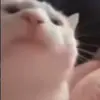 😊 Эмодзи «Cats #animals #cat #meme #cute» для Telegram