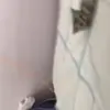 😒 Эмодзи «Cats #animals #cat #meme #cute» для Telegram