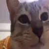 😋 Эмодзи «Cats #animals #cat #meme #cute» для Telegram