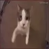 😘 Эмодзи «Cats #animals #cat #meme #cute» для Telegram