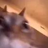 🥴 Эмодзи «Cats #animals #cat #meme #cute» для Telegram