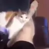 😡 Эмодзи «Cats #animals #cat #meme #cute» для Telegram