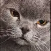 😒 Эмодзи «Cats #animals #cat #meme #cute» для Telegram