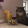 😕 Эмодзи «Cats #animals #cat #meme #cute» для Telegram