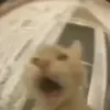 🥴 Эмодзи «Cats #animals #cat #meme #cute» для Telegram