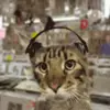 😇 Эмодзи «Cats #animals #cat #meme #cute» для Telegram