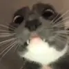 😳 Эмодзи «Cats #animals #cat #meme #cute» для Telegram
