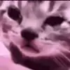 😢 Эмодзи «Cats #animals #cat #meme #cute» для Telegram