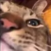 😛 Эмодзи «Cats #animals #cat #meme #cute» для Telegram