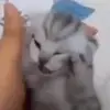 🤯 Эмодзи «Cats #animals #cat #meme #cute» для Telegram