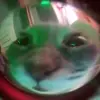 🫢 Эмодзи «Cats #animals #cat #meme #cute» для Telegram