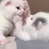 😘 Эмодзи «Cats #animals #cat #meme #cute» для Telegram
