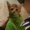 🤬 Эмодзи «Cats #animals #cat #meme #cute» для Telegram
