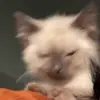 😂 Эмодзи «Cats #animals #cat #meme #cute» для Telegram