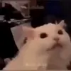 🤬 Эмодзи «Cats #animals #cat #meme #cute» для Telegram