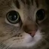 🥺 Эмодзи «Cats #animals #cat #meme #cute» для Telegram