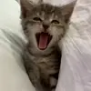 😮 Эмодзи «Cats #animals #cat #meme #cute» для Telegram