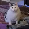 🤨 Эмодзи «Cats #animals #cat #meme #cute» для Telegram