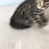 🤨 Эмодзи «Cats #animals #cat #meme #cute» для Telegram