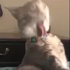 🥵 Эмодзи «Cats #animals #cat #meme #cute» для Telegram