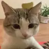 😶 Эмодзи «Cats #animals #cat #meme #cute» для Telegram