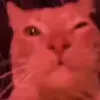 🤪 Эмодзи «Cats #animals #cat #meme #cute» для Telegram