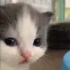 😕 Эмодзи «Cats #animals #cat #meme #cute» для Telegram