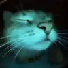 😌 Эмодзи «Cats #animals #cat #meme #cute» для Telegram
