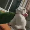 😡 Эмодзи «Cats #animals #cat #meme #cute» для Telegram