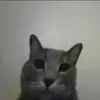 🖕 Эмодзи «Cats #animals #cat #meme #cute» для Telegram