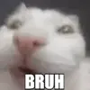 🤥 Эмодзи «Cats #animals #cat #meme #cute» для Telegram