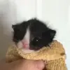😾 Эмодзи «Cats #animals #cat #meme #cute» для Telegram
