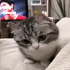 🧐 Эмодзи «Cats #animals #cat #meme #cute» для Telegram