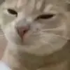 😋 Эмодзи «Cats #animals #cat #meme #cute» для Telegram