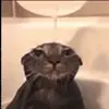 😐 Эмодзи «Cats #animals #cat #meme #cute» для Telegram