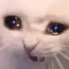 😭 Эмодзи «Cats #animals #cat #meme #cute» для Telegram